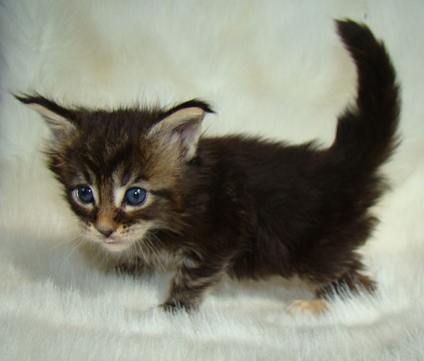     Catsvill County!   !    !       !!!    Catsvill County +7-926-544-74-09     .   ,   ,   ,    ,   ,  ,     ,   -,    ,   !
